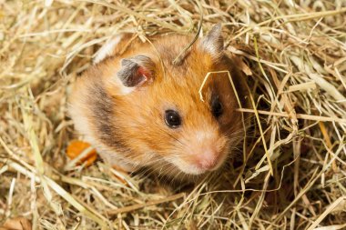 bir saman hamster.