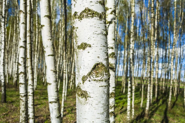 Birch forest. — Stock Photo, Image