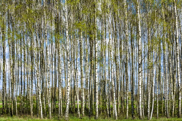 Foresta di betulla . — Foto Stock