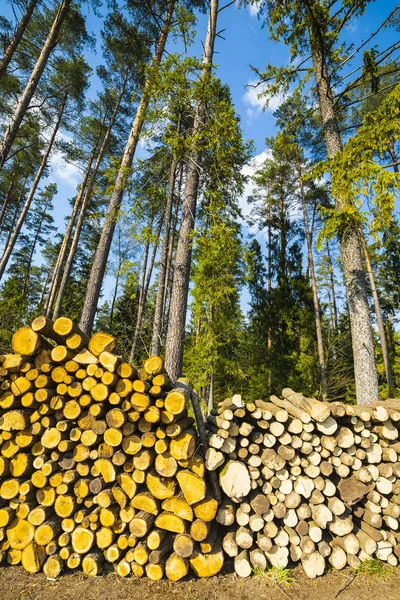 Abbattimento della foresta . — Foto Stock