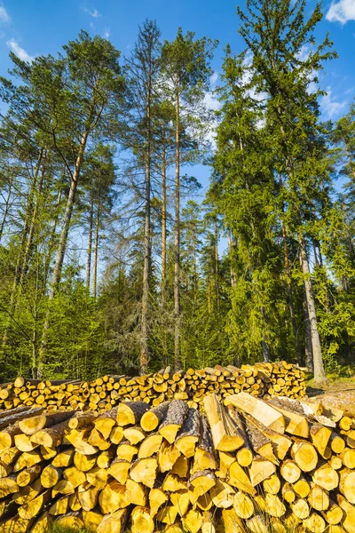 Avverkning av skogen. — Stockfoto