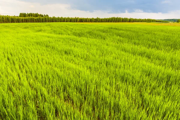 Agricultural landscape, rye. — Stock Photo, Image