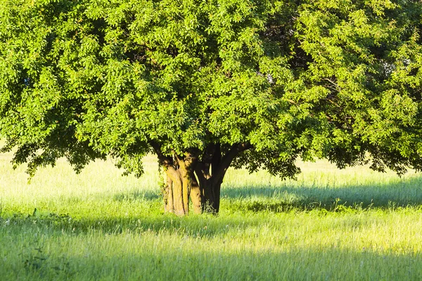 Trees on meadow. — Stock Photo, Image