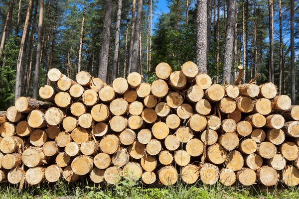 Taglio della foresta, legna per caminetti — Foto Stock