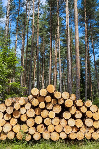 Felling of the forest, wood for fireplaces — Stock Photo, Image