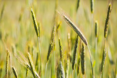 Yeşil çavdar kulaklar.