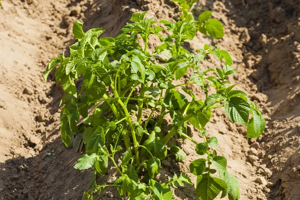 Young plants of potatoes. — Stock Photo, Image