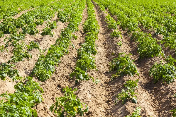 Young plants of potatoes. — Stock Photo, Image