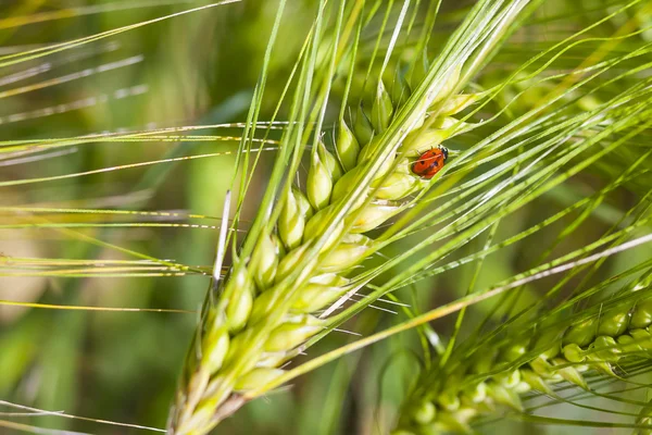 Junge grüne Gerstenohren und ein Marienkäfer auf einer der Ohren — Stockfoto