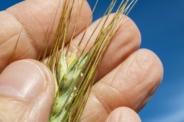 Уши пшеницы в руке . — стоковое фото