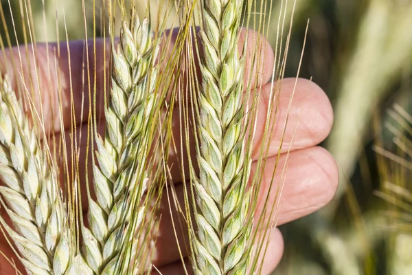 Уши пшеницы в руке . — стоковое фото