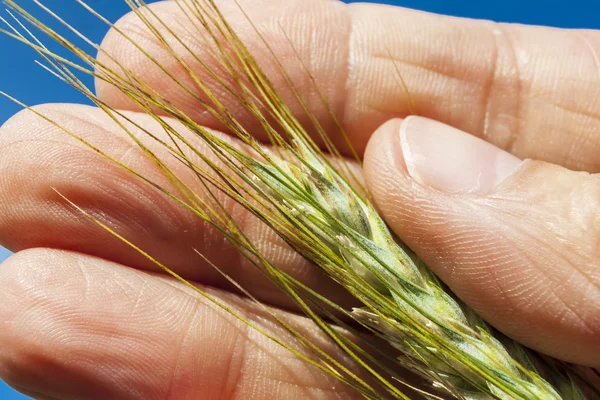 Ähren in der Hand. — Stockfoto