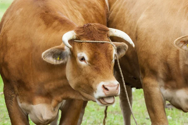 Vaca no prado. Vaca tem cabelo castanho . — Fotografia de Stock