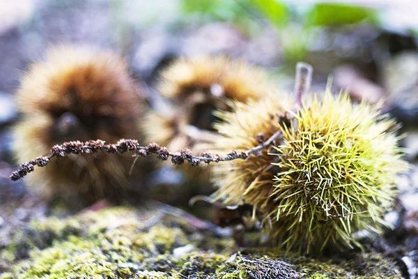 Curly chestnut — Stock Photo, Image