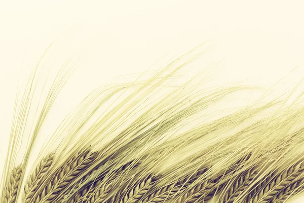 Wheat decoration — Stock Photo, Image