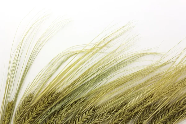 Décoration de blé — Photo