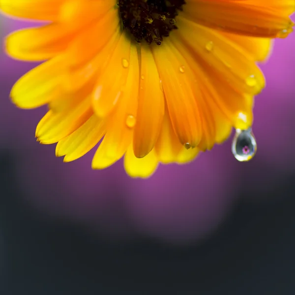 A virág cseppek — Stock Fotó