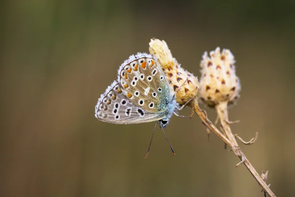 The butterfly — Stock Photo, Image