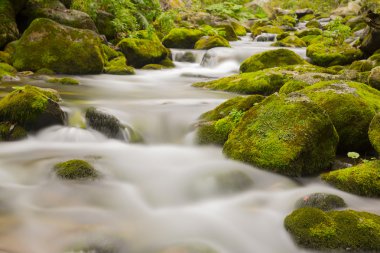 sonbahar boyunca nehir pesio, İtalya