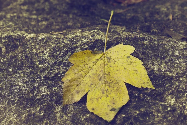 The yellow leaf in autumn — Stock Photo, Image