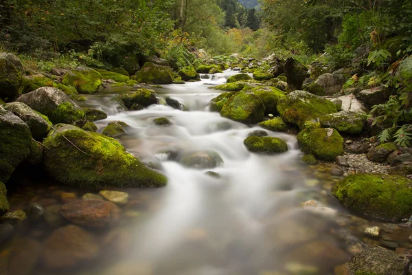 Herfst langs de rivier pesio, Italië — Stockfoto