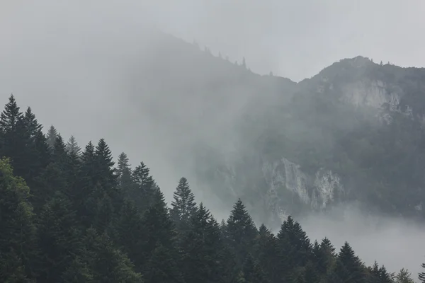 Misty Landskap Stockbild