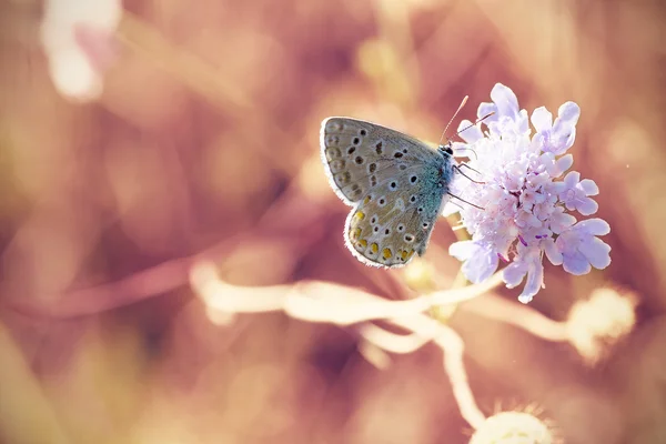 Маленькая бабочка на розовом цветке — стоковое фото