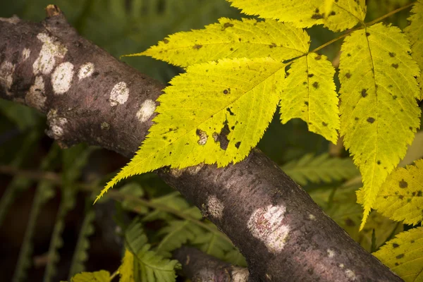 Herbstfarben auf den Blättern — Stockfoto