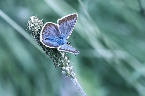 Der kleine blaue Schmetterling — Stockfoto