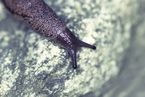 Slug on a rock — Stock Photo, Image