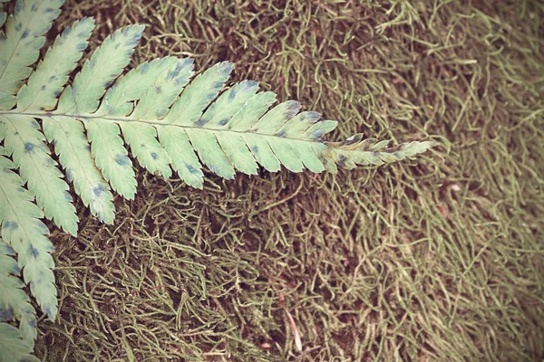 Couleurs automnales sur les feuilles — Photo