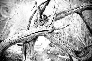 b&w kurutulmuş şube