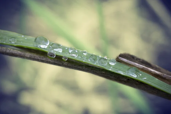 Water drops on the grass — Stock Photo, Image