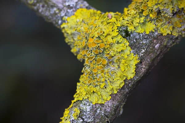 Lichens in autumn in the wood — Stock Photo, Image