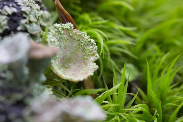 Lichens en otoño en la madera — Foto de Stock