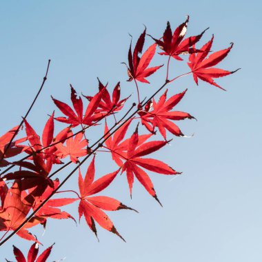 Tayvan 'da sonbahar güneşli bir günde, insanların olmadığı güzel akçaağaç yapraklarını kapatın..