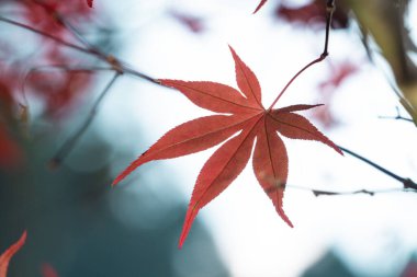 Tayvan 'da sonbahar güneşli bir günde, insanların olmadığı güzel akçaağaç yapraklarını kapatın..