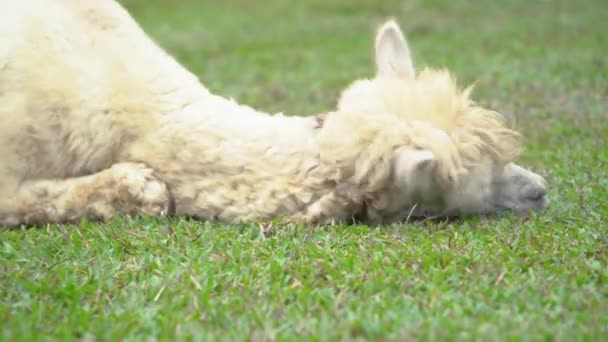 Close Animal Bonito Alpaca Comer Mastigar Grama Brincar Chão Prado — Vídeo de Stock