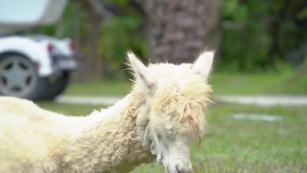 Primer Plano Animales Lindos Alpaca Comiendo Masticando Hierba Jugando Suelo — Vídeos de Stock