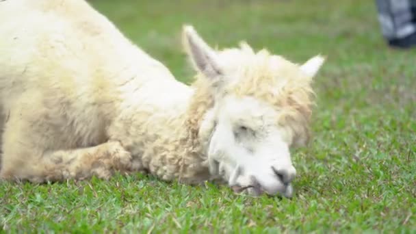 Close Animal Bonito Alpaca Comer Mastigar Grama Brincar Chão Prado — Vídeo de Stock