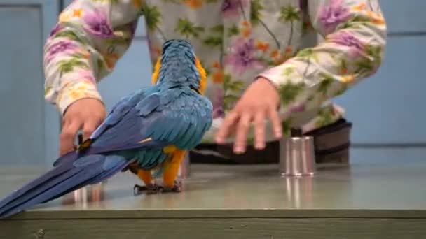 영리하고 귀여운 금강앵무 앵무새는 동물원에서 역동적 시각으로 수있다 — 비디오