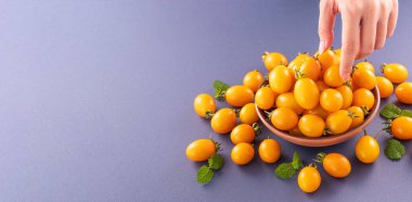 Genç bir kadınla ahşap bir kasede taze kiraz domatesleri mavi arka planda elle izole edilmiş bir şekilde topluyor, yakın plan, boşluğu kopyala