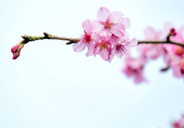 Güzel kiraz çiçekleri sakura ağacı ilkbaharda mavi gökyüzünde açar, boşluğu kopyala, kapat.
