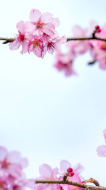 Güzel kiraz çiçekleri sakura ağacı ilkbaharda mavi gökyüzünde açar, boşluğu kopyala, kapat.