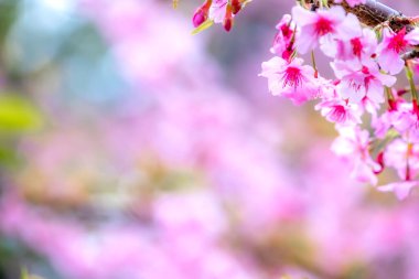Güzel kiraz çiçekleri sakura ağacı baharda çiçek açar bahçenin üzerinde, kopyala boşluğu, kapat.