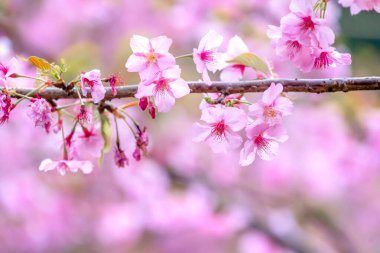 Güzel kiraz çiçekleri sakura ağacı baharda çiçek açar bahçenin üzerinde, kopyala boşluğu, kapat.