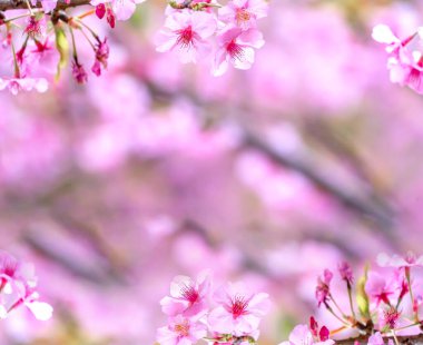 Güzel kiraz çiçekleri sakura ağacı baharda çiçek açar bahçenin üzerinde, kopyala boşluğu, kapat.