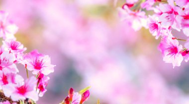 Güzel kiraz çiçekleri sakura ağacı baharda çiçek açar bahçenin üzerinde, kopyala boşluğu, kapat.