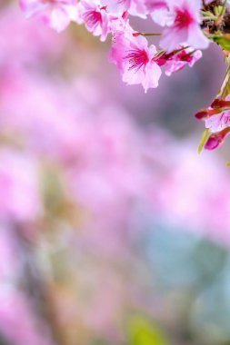 Güzel kiraz çiçekleri sakura ağacı baharda çiçek açar bahçenin üzerinde, kopyala boşluğu, kapat.