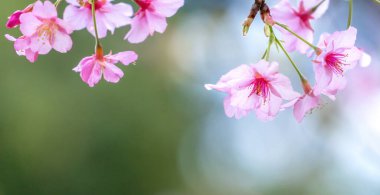 Güzel kiraz çiçekleri sakura ağacı baharda çiçek açar bahçenin üzerinde, kopyala boşluğu, kapat.